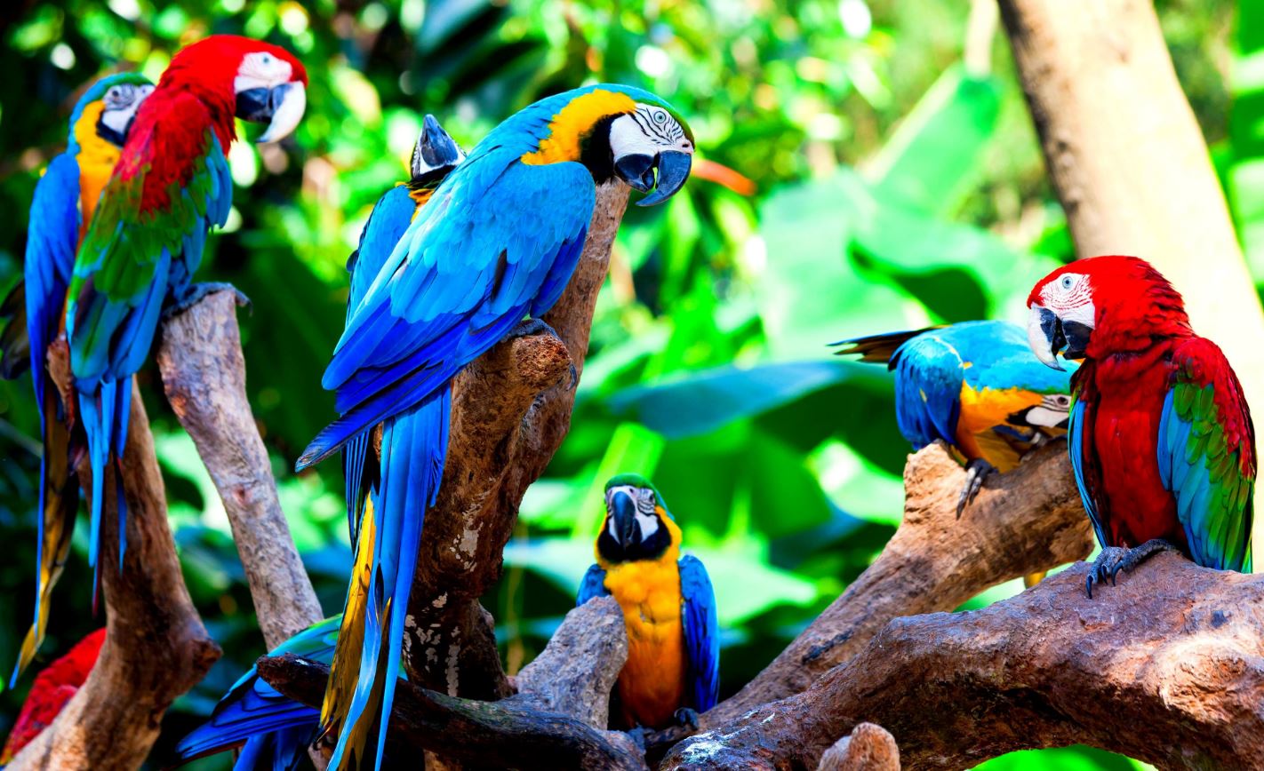 birdies5555