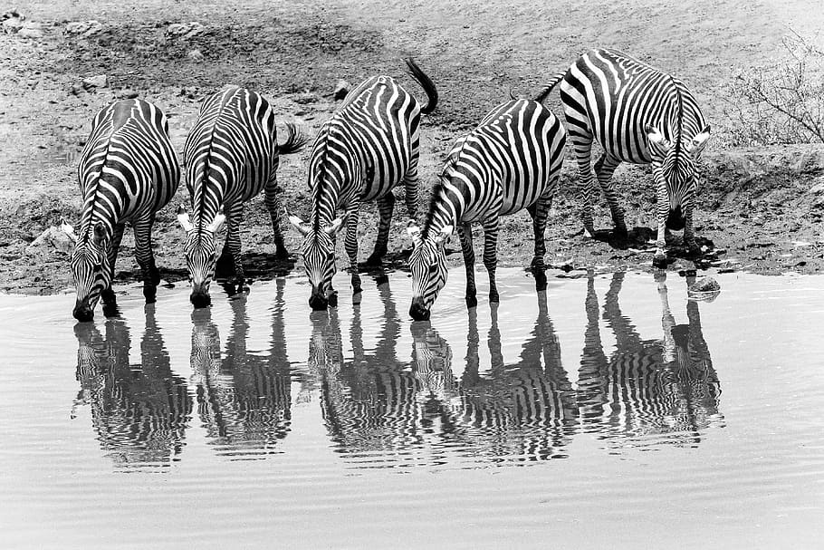 africa kenya safari animal world